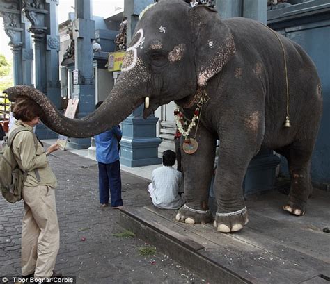 Sacred Elephants Put On Diet At Indian Temple After Offerings See Them