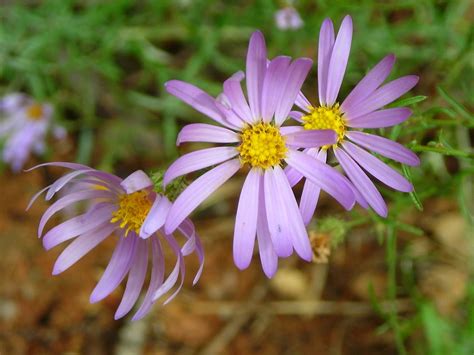 Purple Daisy Free Photo Download Freeimages