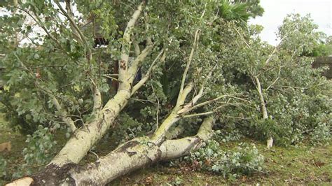 Strong Winds Topple Trees In Nw Florida