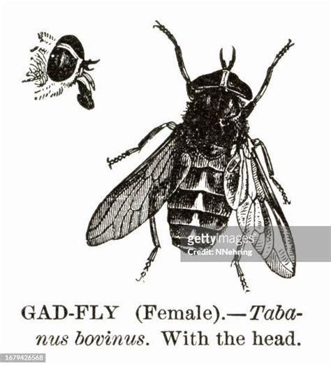 What Is A Gadfly Photos And Premium High Res Pictures Getty Images