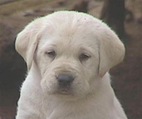 Please contact me for pricing. English Labrador Retriever Puppies For Sale in CA | Ruff ...
