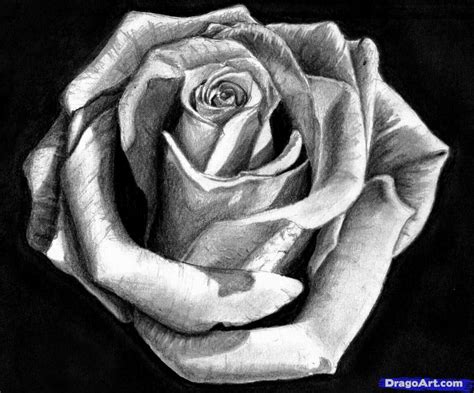 How To Draw A Rose In Pencil Draw A Realistic Rose Step By Step Flowers Pop Culture FREE