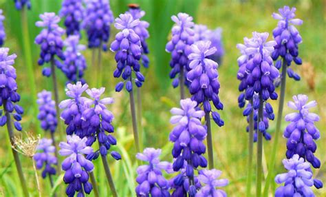 Wcs The Muscari Are Blooming