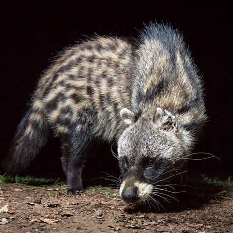 Instagram African Civet African Animals Animal Photography