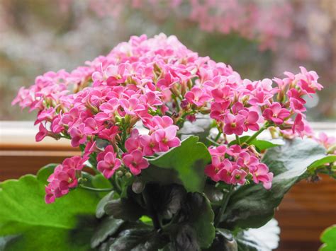 Late fall or early winter. 15 plants that bloom indoors in winter — HOMESTEAD BROOKLYN