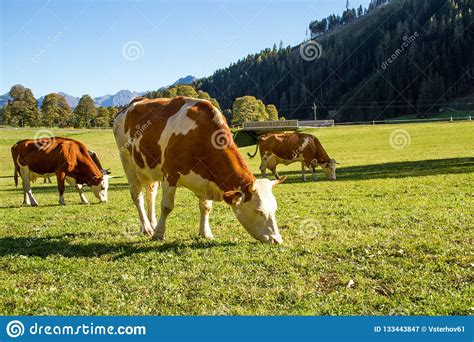 Austria Dairy Cows Graze In An Alpine Meadow Surrounded By The Alps