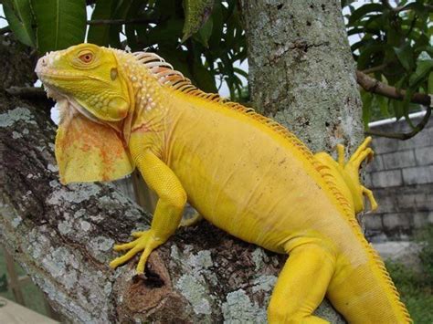 10 Types Of Iguanas And Morphs Clubfauna Iguana Pet Iguana Reptiles Pet