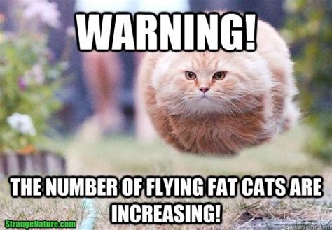 Warning The Number Of Flying Fat Cats Are Increasing Fat Cat