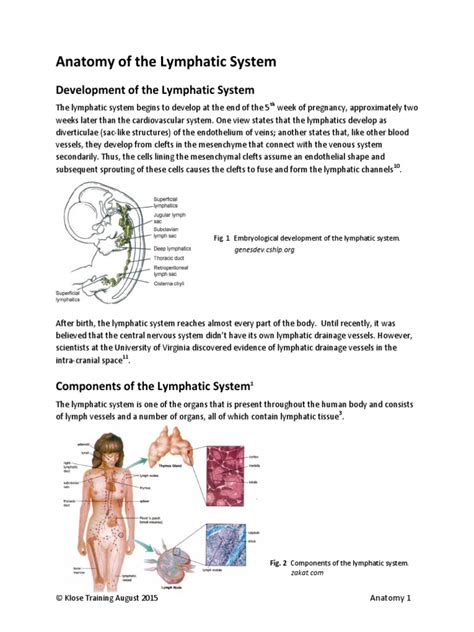 Anatomy Of The Lymphatic System Lymphatic System Lymph
