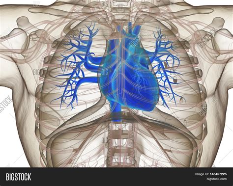 Human Heart Rib Cage Image And Photo Free Trial Bigstock