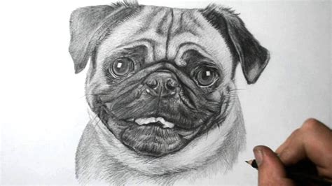 Lets finish up the dog face. How to Draw a Dog - Pug - YouTube