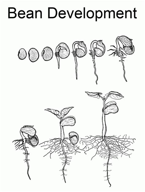 Free Coloring Pages Of Lifecycle Of A Plant Coloring Home