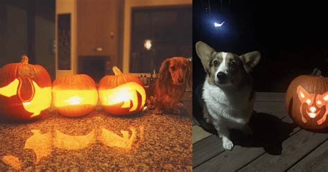 18 Adorable Dog O Lanterns To Inspire You This October