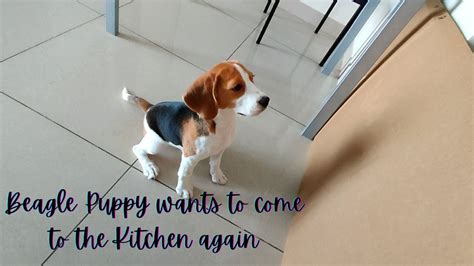 Beagle Puppy Wants To Come To The Kitchen Again Funny And Cute Beagle