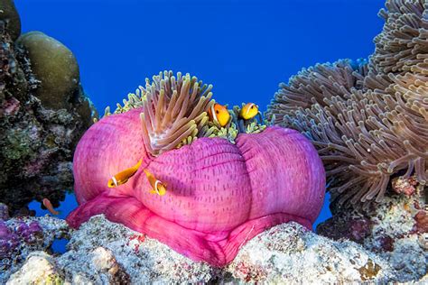 33200 Sea Anemone Stock Photos Pictures And Royalty Free Images Istock
