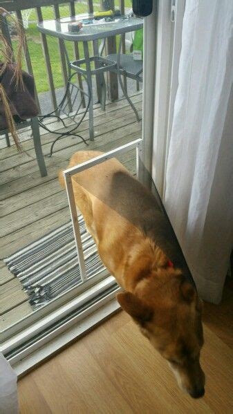 Hence, the diy doggie door deck. DIY Doggie Door for screen door. I looked and looked and ...