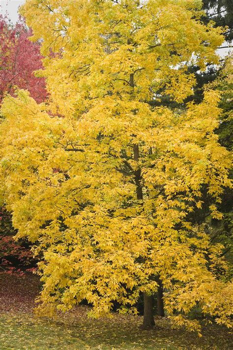 12 Trees With Brilliant Fall Color Plus Other Advantages