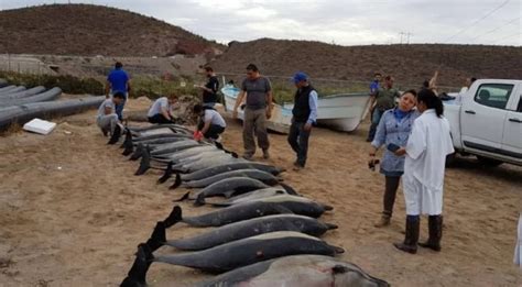 Mysterious Finding Of 30 Dead Dolphins On A Beach In Baja California Sur