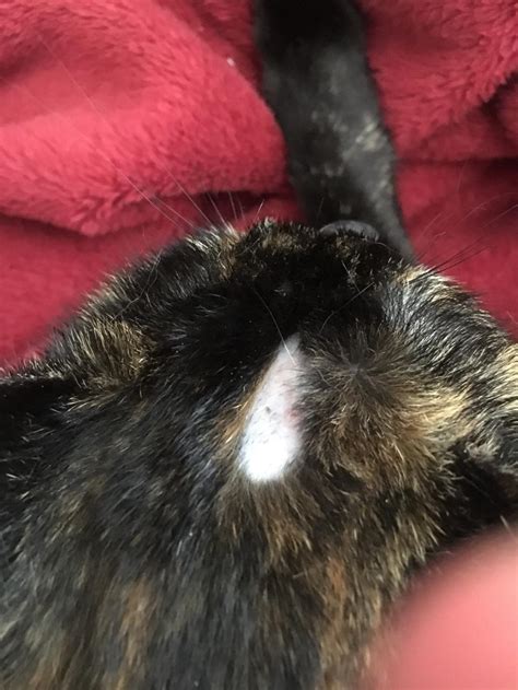 My Cat Has A Very Noticeable Bald Spot On Her Head I Also Just Found