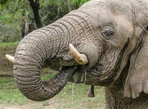 Elephant Uses Nose 코끼리 코 사용 Elephant Pictures Elephant Wildlife