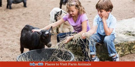 Petting Zoo And Farm Fun Indy With Kids