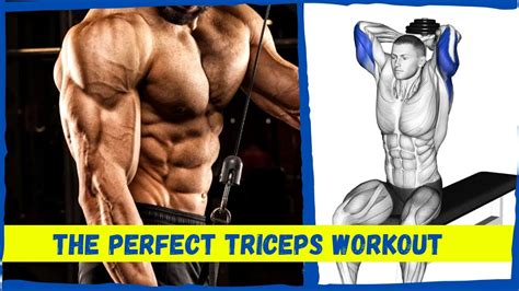 Best Science Based Tricep Exercises You Should Be Doing Infinity
