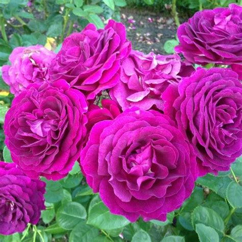 Pin On Rose Bushes
