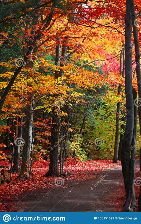 Colorful Autumn Trees By The Trail Stock Image Image Of