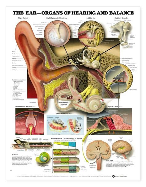 Ear Anatomy And Functions
