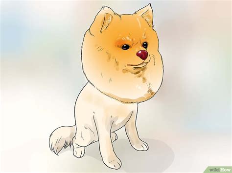 Cara Merawat Anjing Pomeranian Dengan Gambar Wikihow