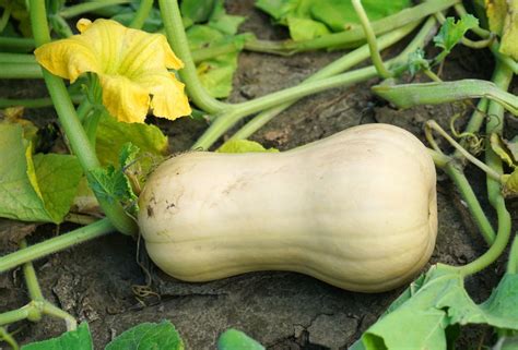 Butternut Squash Butternut Squash Types Of Winter Squash Squash