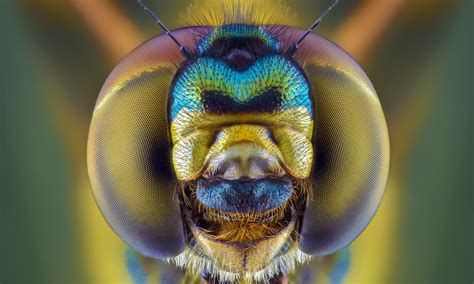 face your fears extreme creepy crawly close ups in pictures environment the guardian