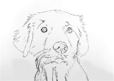 Line Drawing Reference Doggo Drawing Art By Ali Haider On Patreon