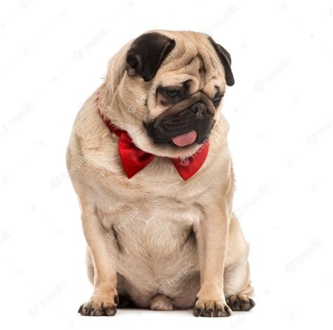Premium Photo Pug With A Red Bow Tie Sitting Isolated On White