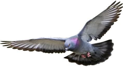 Transparent Background Pigeon Png Clip Art Library