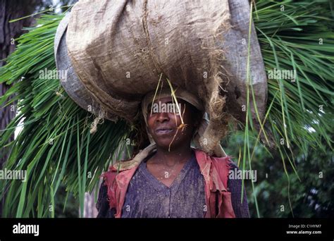 betsileo malagasy woman carrying rice harvest on head near fianarantsoa central highlands