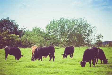 Cows Green Field Stock Photo By Ewastudio