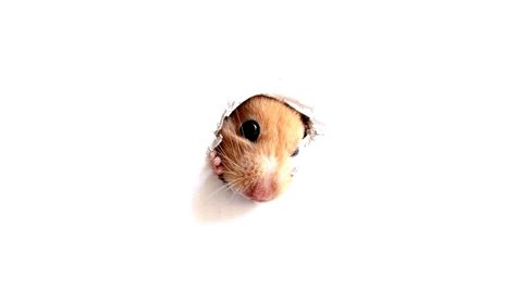 Download Wallpaper 1920x1080 Hamster Rodent Face Paper Hole Full Hd