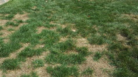 How To Fix 10 Common Lawn Problems · Blades Landscaping