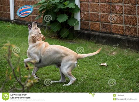 Labrador Retriever Catch Dog Frisbee Stock Photo Image Of Healthy