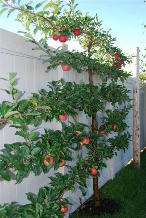 Welcher obstbaum für kleinen garten. Spalierobst anbauen - herrliche Idee für den kleinen ...