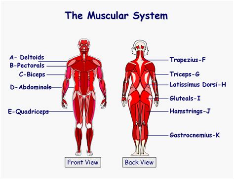 Muscles In The Body Gcse Png Download Gcse Pe Muscle Diagram