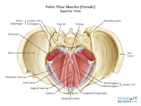 Pelvic Diaphragm And Pelvic Muscles Meddists OFF