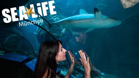 Sea Life Munich Tour Prices And Sharks Olympiapark Youtube