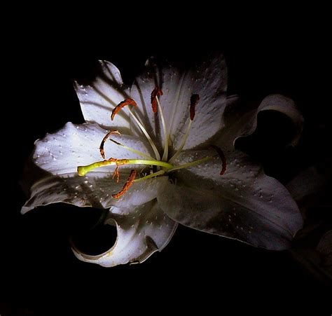 Ghost Lily Flickr Photo Sharing