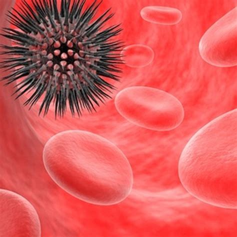 Parts Of The Body That Make White Blood Cells Healthy Living