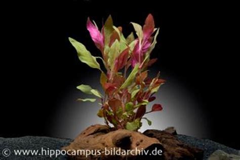 Die blätter der riesenvallisnerien lösen sich bei umsetzen in andere wasserverhältnisse manchmal auf, d.h. Aquarienpflanzen, Tipps und Infos zum Thema Aquariumpflanzen