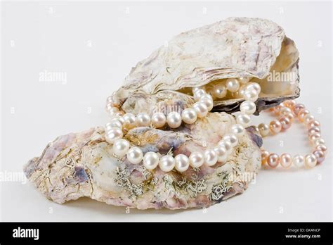 Pearls And Oyster Shells Stock Photo Alamy