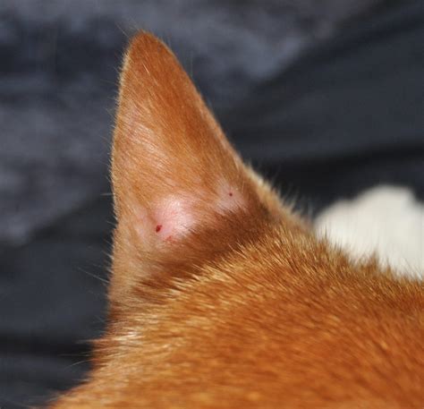 Bob And The Case Of The Mysterious Balding Ears Purrfect Pet Sitting