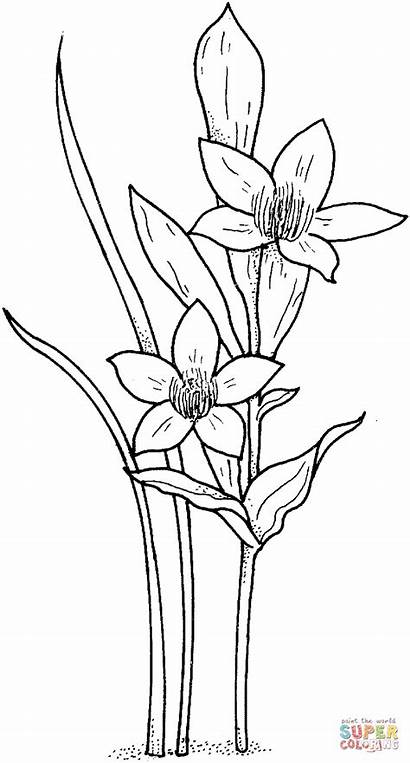 Coloring Narcissus Pages Daffodil Daffodils Printable Flowers